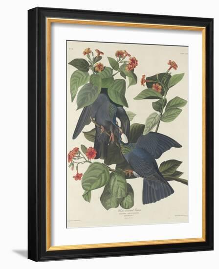 White-crowned Pigeon, 1833-John James Audubon-Framed Giclee Print