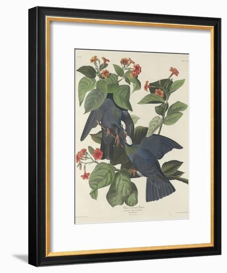 White-crowned Pigeon, 1833-John James Audubon-Framed Premium Giclee Print