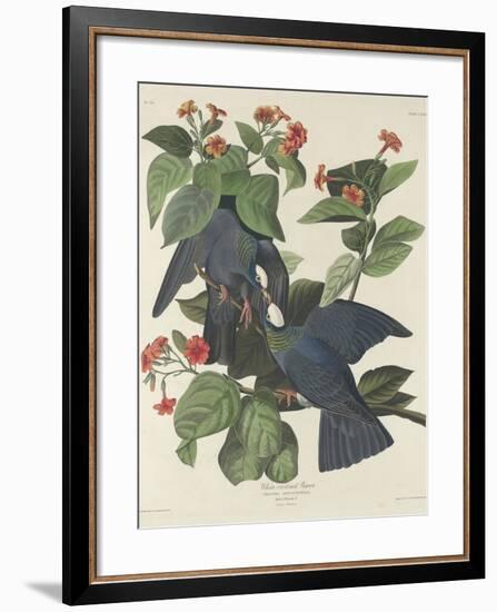 White-crowned Pigeon, 1833-John James Audubon-Framed Premium Giclee Print