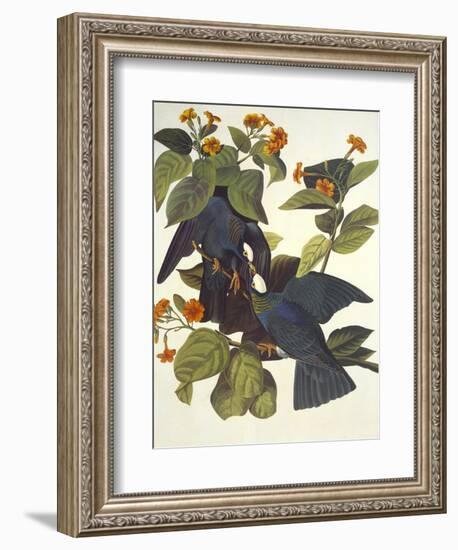 White-Crowned Pigeon-John James Audubon-Framed Art Print