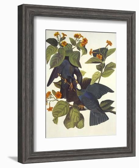 White-Crowned Pigeon-John James Audubon-Framed Art Print