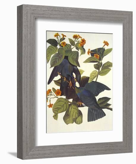 White-Crowned Pigeon-John James Audubon-Framed Art Print