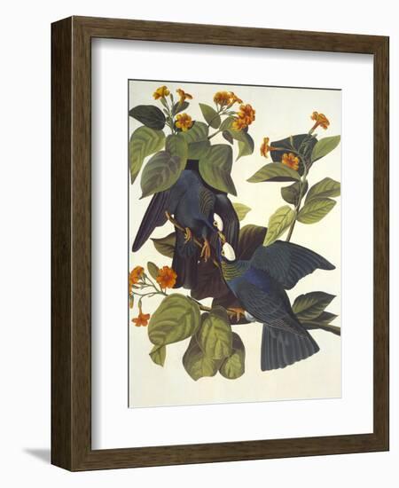 White-Crowned Pigeon-John James Audubon-Framed Art Print