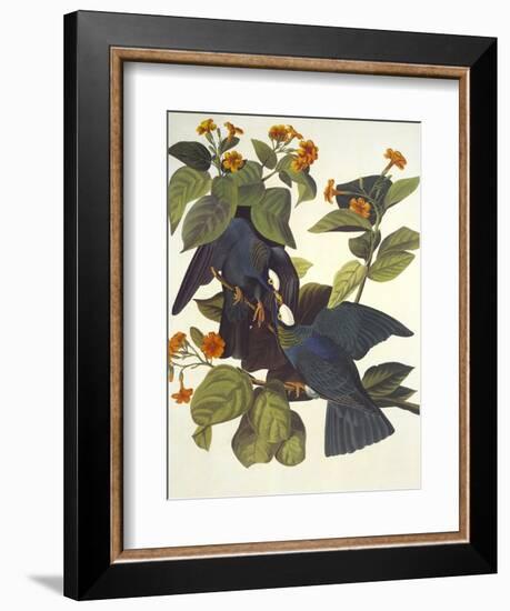 White-Crowned Pigeon-John James Audubon-Framed Art Print