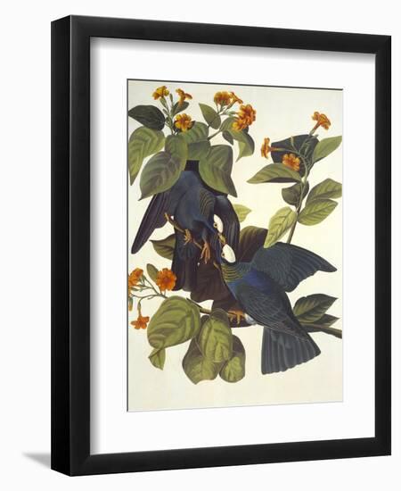 White-Crowned Pigeon-John James Audubon-Framed Art Print