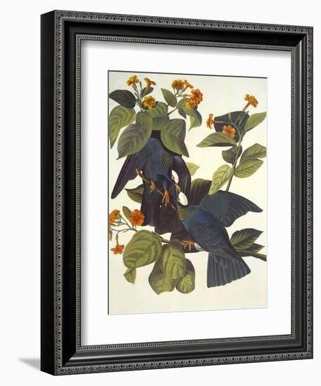 White-Crowned Pigeon-John James Audubon-Framed Art Print