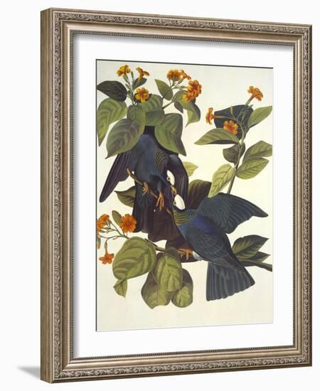 White-Crowned Pigeon-John James Audubon-Framed Art Print