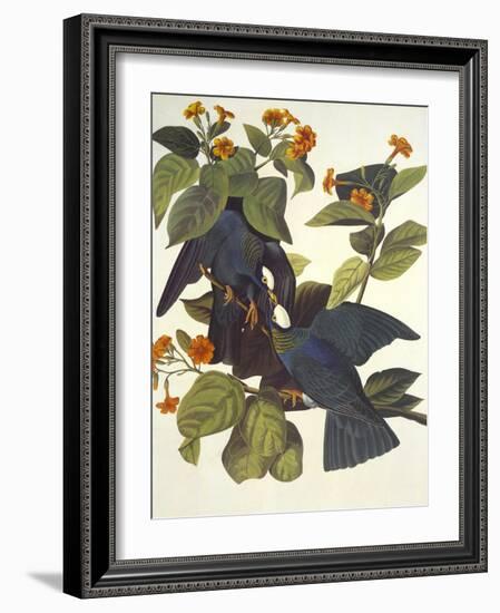 White-Crowned Pigeon-John James Audubon-Framed Art Print