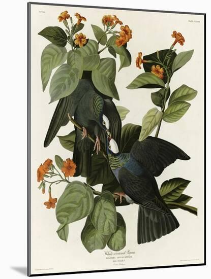 White Crowned Pigeon-null-Mounted Giclee Print