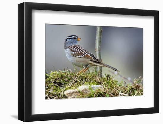 White-Crowned Sparrow Native to North America-Richard Wright-Framed Photographic Print