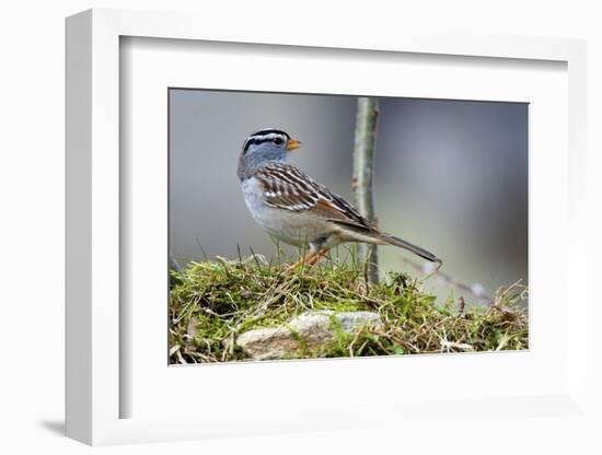 White-Crowned Sparrow Native to North America-Richard Wright-Framed Photographic Print