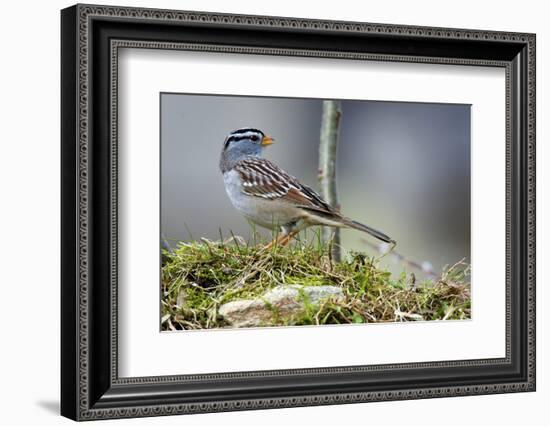 White-Crowned Sparrow Native to North America-Richard Wright-Framed Photographic Print