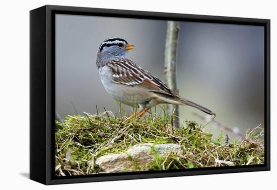 White-Crowned Sparrow Native to North America-Richard Wright-Framed Premier Image Canvas