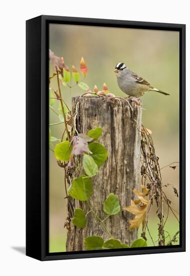 White-Crowned Sparrow (Zonotrichia Leucophrys) Foraging, Texas, USA-Larry Ditto-Framed Premier Image Canvas