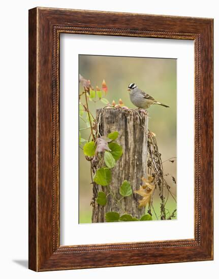 White-Crowned Sparrow (Zonotrichia Leucophrys) Foraging, Texas, USA-Larry Ditto-Framed Photographic Print