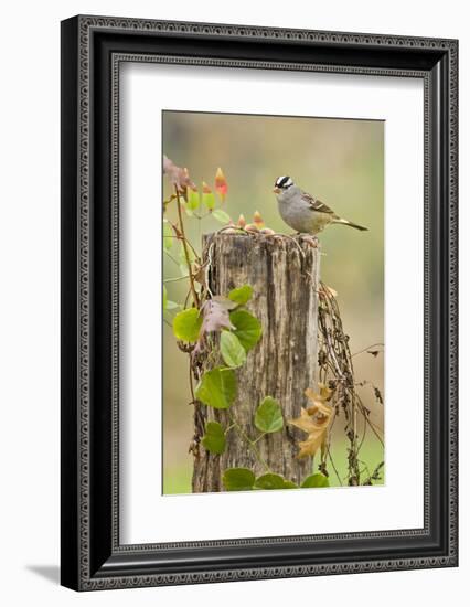 White-Crowned Sparrow (Zonotrichia Leucophrys) Foraging, Texas, USA-Larry Ditto-Framed Photographic Print