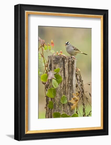 White-Crowned Sparrow (Zonotrichia Leucophrys) Foraging, Texas, USA-Larry Ditto-Framed Photographic Print