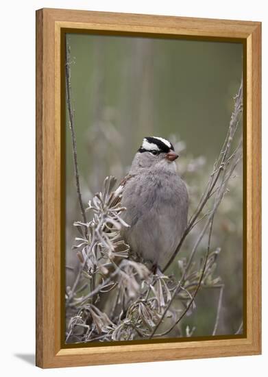 White-Crowned Sparrow (Zonotrichia Leucophrys), Yellowstone National Park, Wyoming, U.S.A.-James Hager-Framed Premier Image Canvas