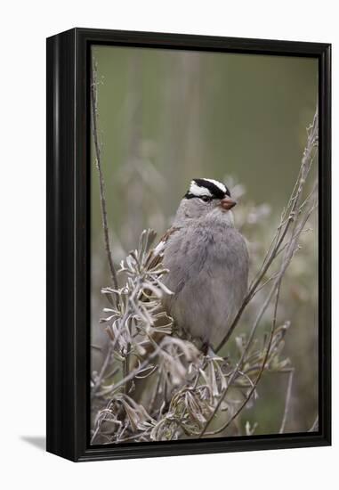 White-Crowned Sparrow (Zonotrichia Leucophrys), Yellowstone National Park, Wyoming, U.S.A.-James Hager-Framed Premier Image Canvas