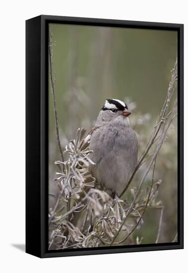 White-Crowned Sparrow (Zonotrichia Leucophrys), Yellowstone National Park, Wyoming, U.S.A.-James Hager-Framed Premier Image Canvas