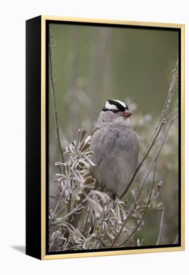 White-Crowned Sparrow (Zonotrichia Leucophrys), Yellowstone National Park, Wyoming, U.S.A.-James Hager-Framed Premier Image Canvas