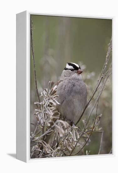 White-Crowned Sparrow (Zonotrichia Leucophrys), Yellowstone National Park, Wyoming, U.S.A.-James Hager-Framed Premier Image Canvas