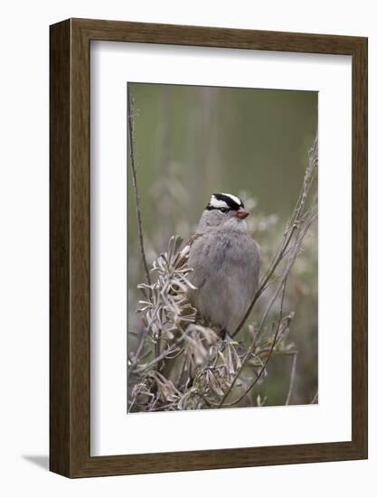 White-Crowned Sparrow (Zonotrichia Leucophrys), Yellowstone National Park, Wyoming, U.S.A.-James Hager-Framed Photographic Print