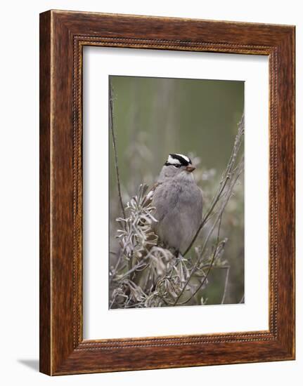 White-Crowned Sparrow (Zonotrichia Leucophrys), Yellowstone National Park, Wyoming, U.S.A.-James Hager-Framed Photographic Print