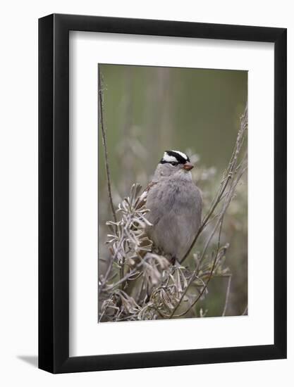 White-Crowned Sparrow (Zonotrichia Leucophrys), Yellowstone National Park, Wyoming, U.S.A.-James Hager-Framed Photographic Print