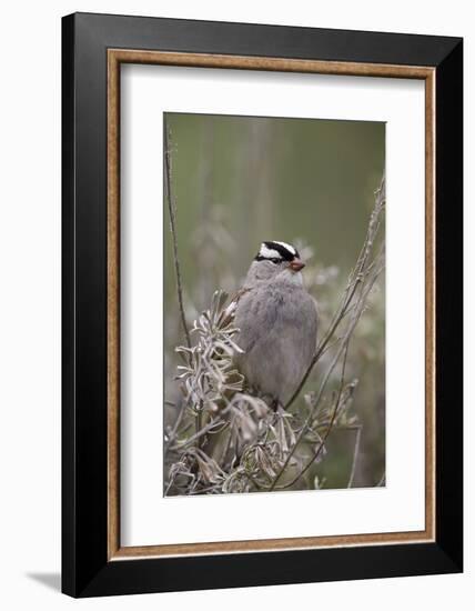 White-Crowned Sparrow (Zonotrichia Leucophrys), Yellowstone National Park, Wyoming, U.S.A.-James Hager-Framed Photographic Print