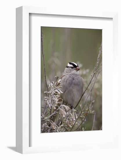 White-Crowned Sparrow (Zonotrichia Leucophrys), Yellowstone National Park, Wyoming, U.S.A.-James Hager-Framed Photographic Print
