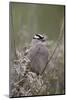 White-Crowned Sparrow (Zonotrichia Leucophrys), Yellowstone National Park, Wyoming, U.S.A.-James Hager-Mounted Photographic Print