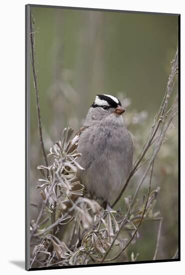 White-Crowned Sparrow (Zonotrichia Leucophrys), Yellowstone National Park, Wyoming, U.S.A.-James Hager-Mounted Photographic Print