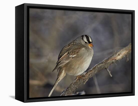 White-Crowned Sparrow (Zonotrichia Leucophrys)-James Hager-Framed Premier Image Canvas