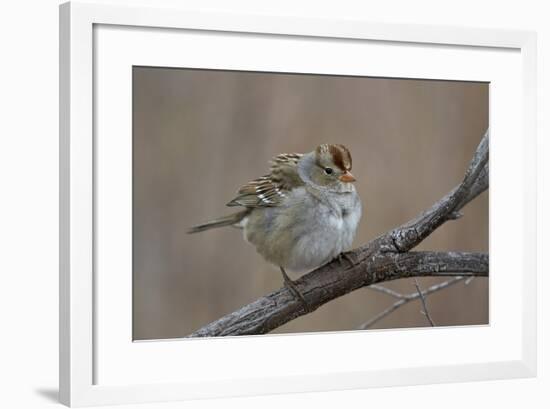 White-Crowned Sparrow (Zonotrichia Leucophrys)-James Hager-Framed Photographic Print