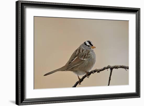 White-Crowned Sparrow (Zonotrichia Leucophrys)-James Hager-Framed Photographic Print