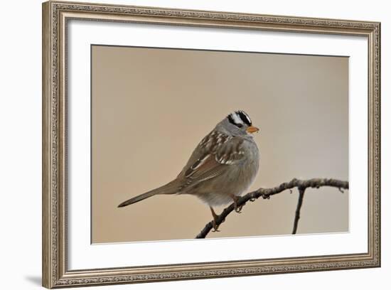 White-Crowned Sparrow (Zonotrichia Leucophrys)-James Hager-Framed Photographic Print