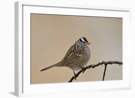 White-Crowned Sparrow (Zonotrichia Leucophrys)-James Hager-Framed Photographic Print