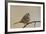 White-Crowned Sparrow (Zonotrichia Leucophrys)-James Hager-Framed Photographic Print