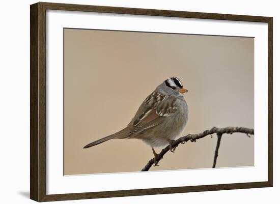 White-Crowned Sparrow (Zonotrichia Leucophrys)-James Hager-Framed Photographic Print