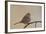 White-Crowned Sparrow (Zonotrichia Leucophrys)-James Hager-Framed Photographic Print