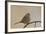 White-Crowned Sparrow (Zonotrichia Leucophrys)-James Hager-Framed Photographic Print