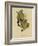 White Crowned Sparrow-null-Framed Giclee Print