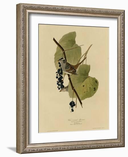 White Crowned Sparrow-null-Framed Giclee Print