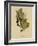 White Crowned Sparrow-null-Framed Giclee Print