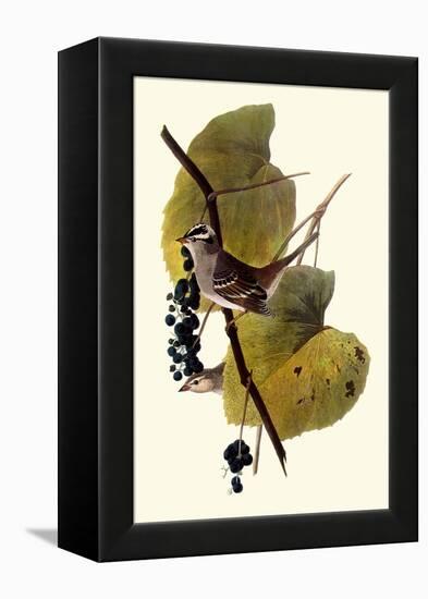 White-Crowned Sparrows-John James Audubon-Framed Premier Image Canvas