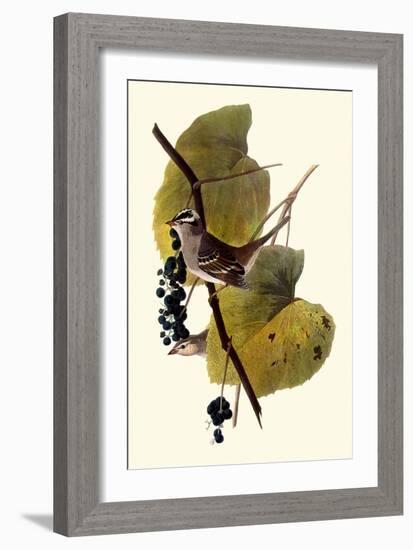 White-Crowned Sparrows-John James Audubon-Framed Giclee Print