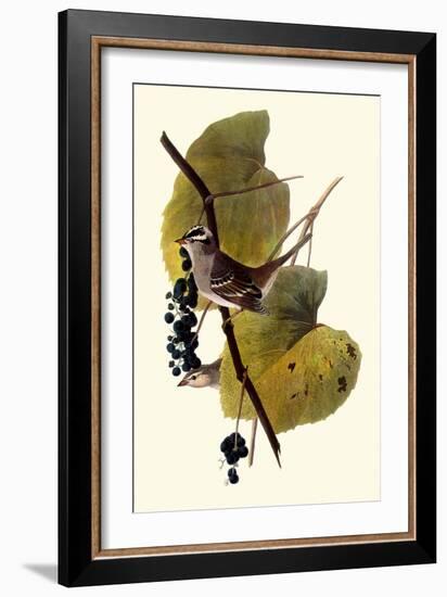 White-Crowned Sparrows-John James Audubon-Framed Giclee Print