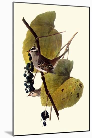 White-Crowned Sparrows-John James Audubon-Mounted Giclee Print