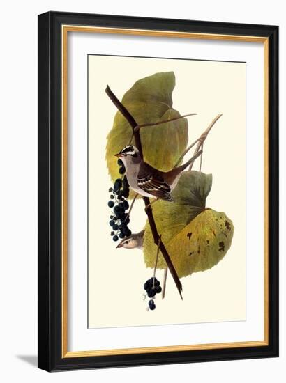 White-Crowned Sparrows-John James Audubon-Framed Giclee Print